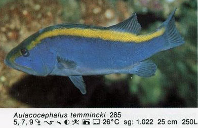 Aulacocephalus temmincki